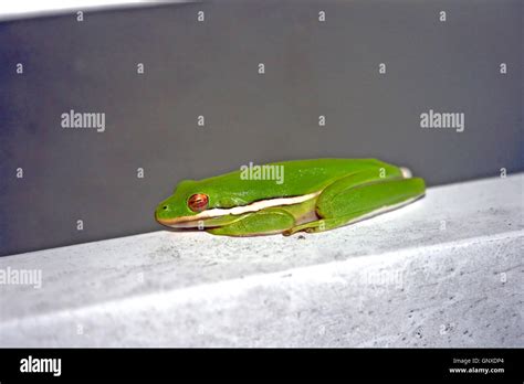 A Frog Sitting On A Piece Of Wood Stock Photo Alamy