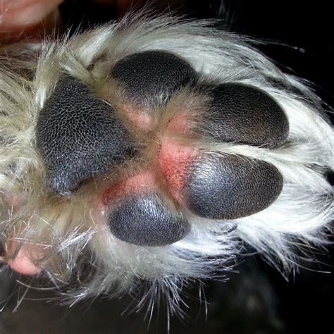 What To Do When A Dog Keeps Licking His Paws at Will Hannah blog