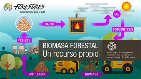 Biomasa Forestal Un Recurso Propio Youtube