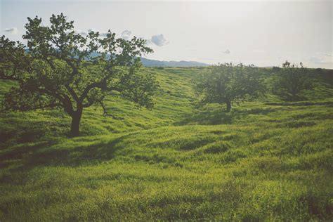 Banco De Imagens Panorama árvore Natureza Campo Fazenda Prado