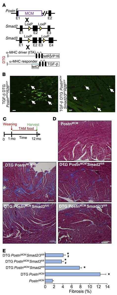 Jci Fibroblast Specific Tgf Smad Signaling Underlies Cardiac