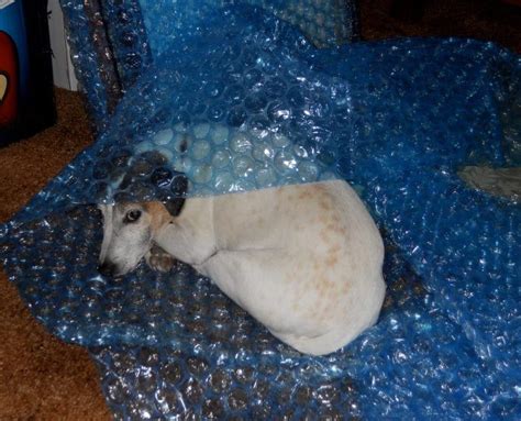 A Bubble Wrap Dog Bed Cute Bubbles Dog Bed Wrap