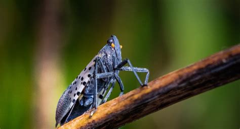 How to Get Rid of Spotted Lanternflies? | Empire Pest Control London