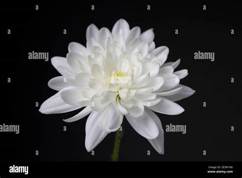 fragile   snowflake stock photo alamy
