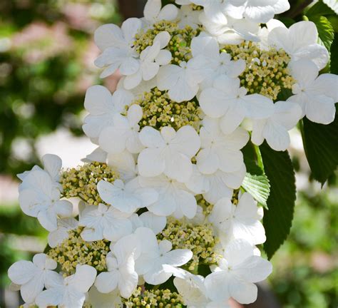 Doublefile Viburnum | UMass Amherst Greenhouse Crops and Floriculture ...