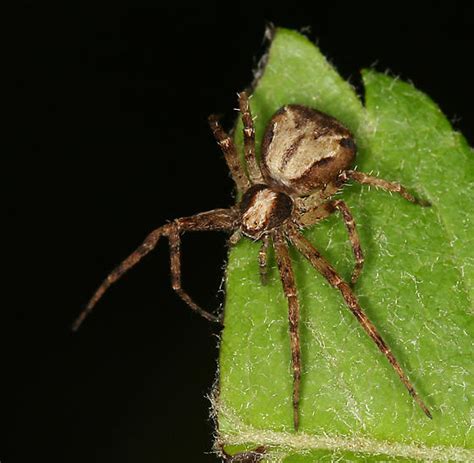 Running Crab Spider Philodromus Josemitensis Bugguidenet