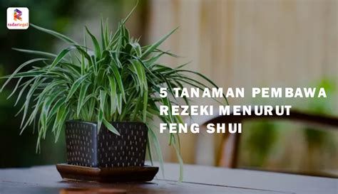 5 Tanaman Pembawa Rezeki Menurut Feng Shui Bikin Pemiliknya Kaya Raya