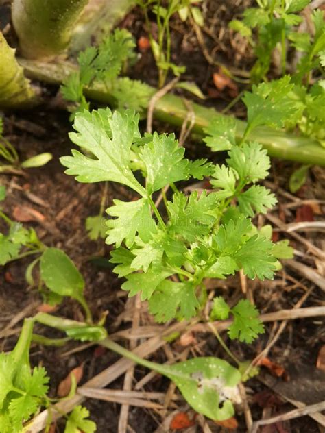 Green Coriandrum Sativum Leaves Cilantro Coriander Isolated On White