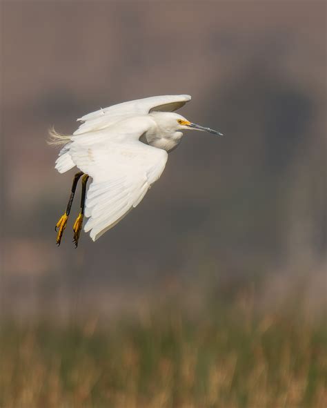 Egretta Thula Thula From Chacabuco Province Santiago Metropolitan