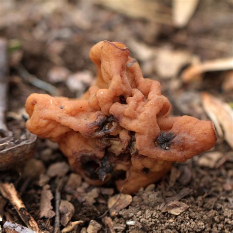 False Morel My First False Morel Gyromitra Esculenta Flickr