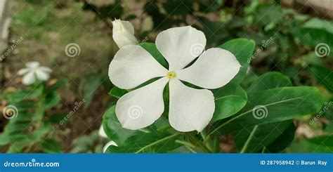 White Catharanthus Roseus Flower On Green Leaves Background Stock Photo