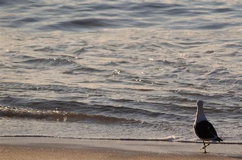 Premium Photo | Seagulls on beach