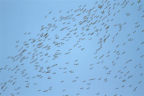 Le suivi continue au défilé de l Ecluse LPO Auvergne Rhône Alpes