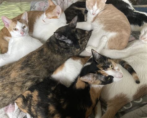 ¿Eres amante de los gatos? No te pierdas el Michi Fest 2024 | El Siglo