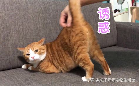 第一次去猫咖如何正确撸猫？ 知乎