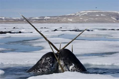 Awesome narwhal facts and a rare double-toothed narwh- WTF!? NOOOOO! : r/WTF