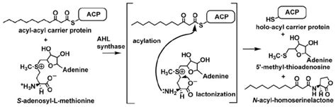 Structural Basis Of Acyl Homoserine Lactone Dependent Signaling PMC