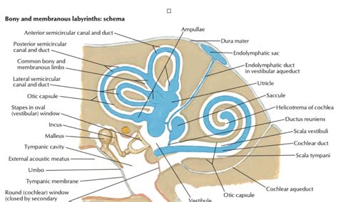 Head And Neck Anatomy Internal Ear