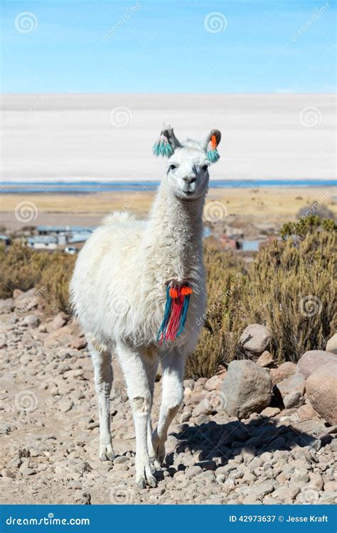 Llama With Uyuni Salt Flats Stock Image Image Of South Flats 42973637