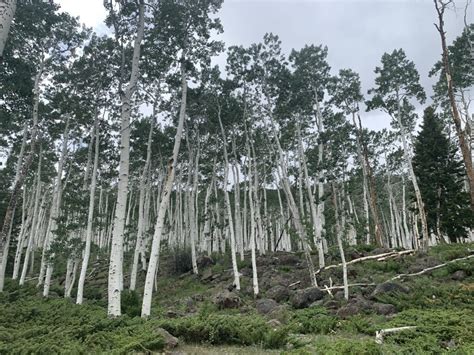 Pando, The Trembling Giant: Aspen Grove | Travel And Tell