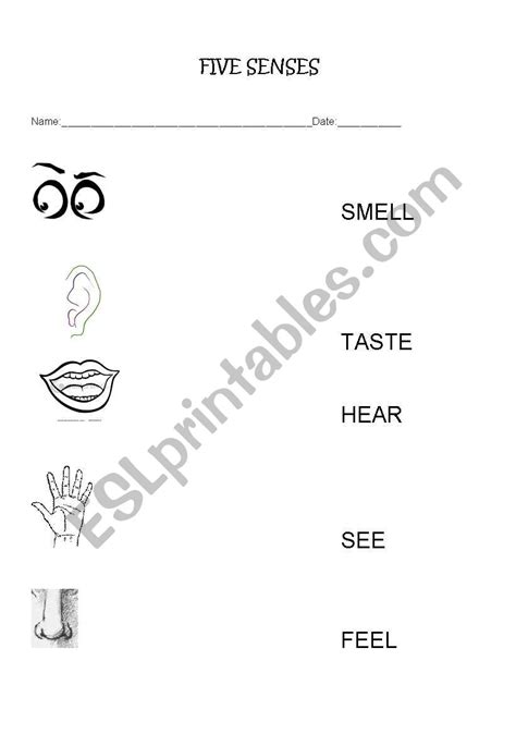 Five Senses Activity Sheet