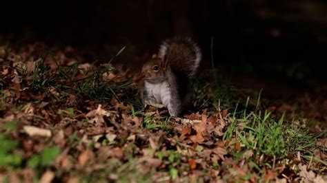 A Squirrel Eating Nuts Free Stock Video Footage, Royalty-Free 4K & HD ...