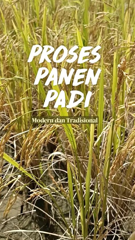 Proses Panen PADI | Petani, Panen