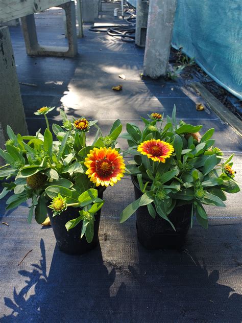 Blanket Flower - Gaillardia - Native Jungle