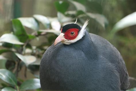 Faisão da manchúria Saiba Tudo sobre o Crossoptilon auritum