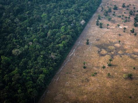 Amazon Forest Deforestation