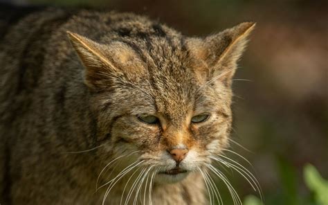 Wildkatze Tiere WildPark Schloss Tambach