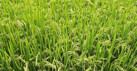 PRODUCCION AGRICOLA CULTIVO DE ARROZ