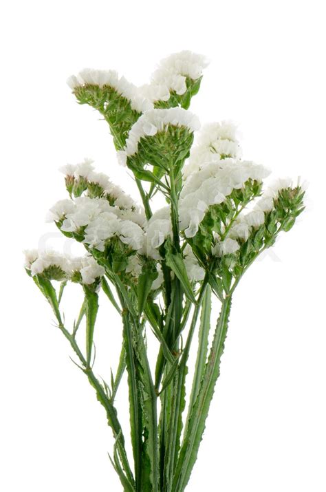 White Statice Flowers Stock Image Colourbox