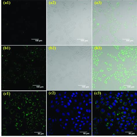 Confocal Fluorescence Images Of Hela Cells A Hela Cells With P