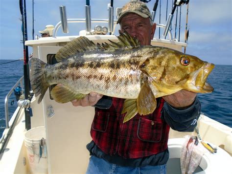 Calico Bass Freshwater