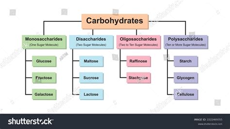 Carbohydrates Types Carbohydrates Types Colorful Symbols Vetor Stock