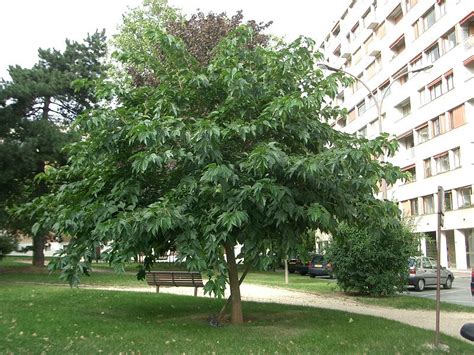 Шелковица белая (около 300 семян).