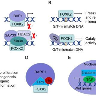Protein interactions serve an important role in the loss or gain of ... 
