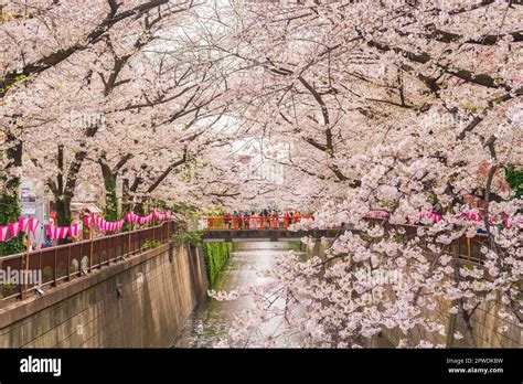 Sakura At Meguro River Tokyo Japan Stock Photo Alamy