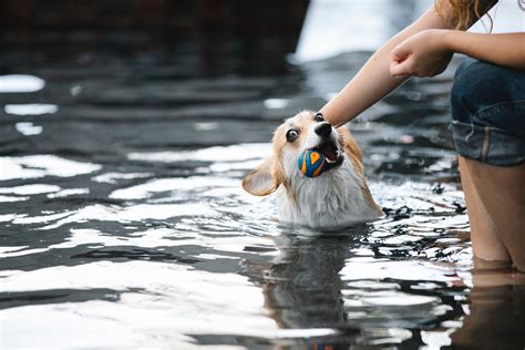 Dog Pool Photos, Download The BEST Free Dog Pool Stock Photos & HD Images