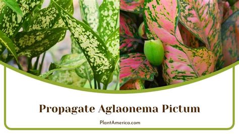 Aglaonema Pictum Tricolor Care All You Need To Know Plant America