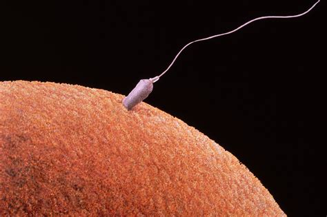 Sexual Reproduction Gametes And Fertilization