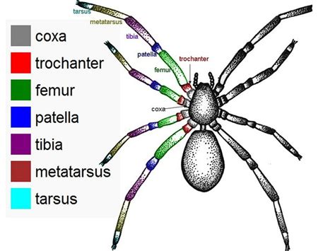 spider's leg segments name | Spider legs, Spider, Segmentation