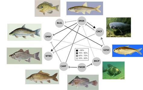 Core Subnetwork Of Interspecific Interactions Point Arrows Represent Download Scientific