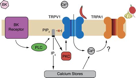 TRPA1 Mediates The Inflammatory Actions Of Environmental Irritants And