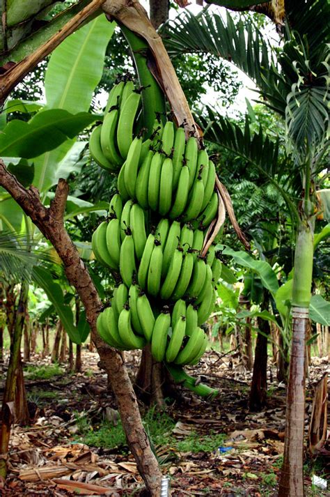 Jamaican Bananas Find Out The Truth About Dole And Chaquit Flickr