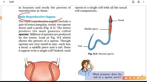 Ncert Class8 Human Reproduction Youtube