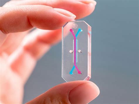 Organ Chip Project To Test How Chemicals Affect The Body Live Science