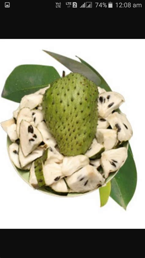 A Grade Soursop Fruit Cancer Curing Packaging Size 2 Kg At Rs 500kg