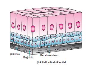 Epitel Doku Nedir Bilgiustam